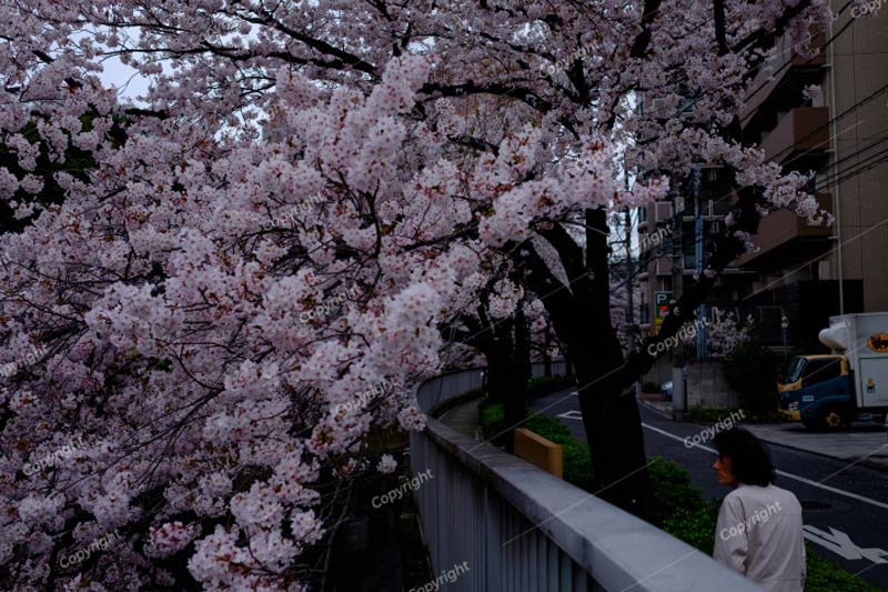 #桜の画像