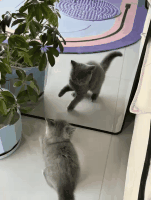 AI猫動画