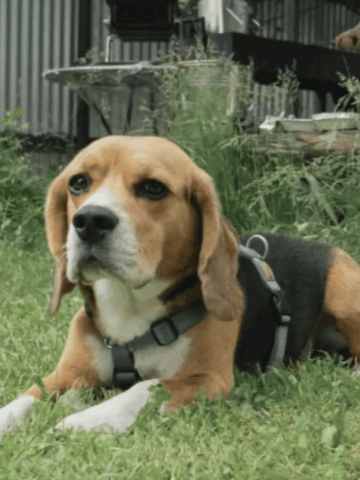 ai video from photo