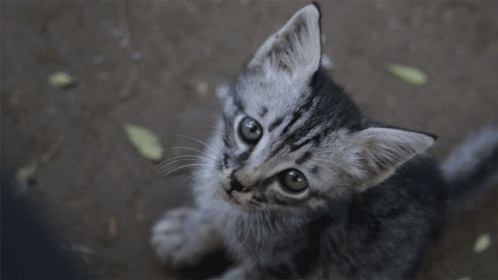 Photoshop-GIFアニメ