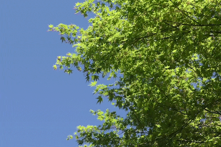 Premiere Proキーフレーム-不透明度の変化