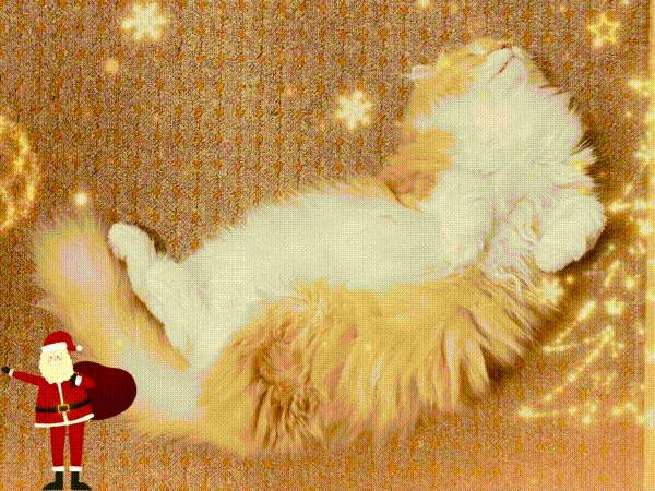 クリス マスメッセージ動画