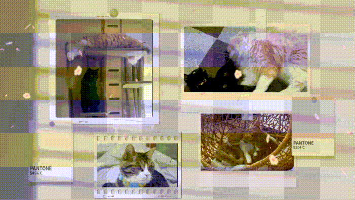 コラージュ動画