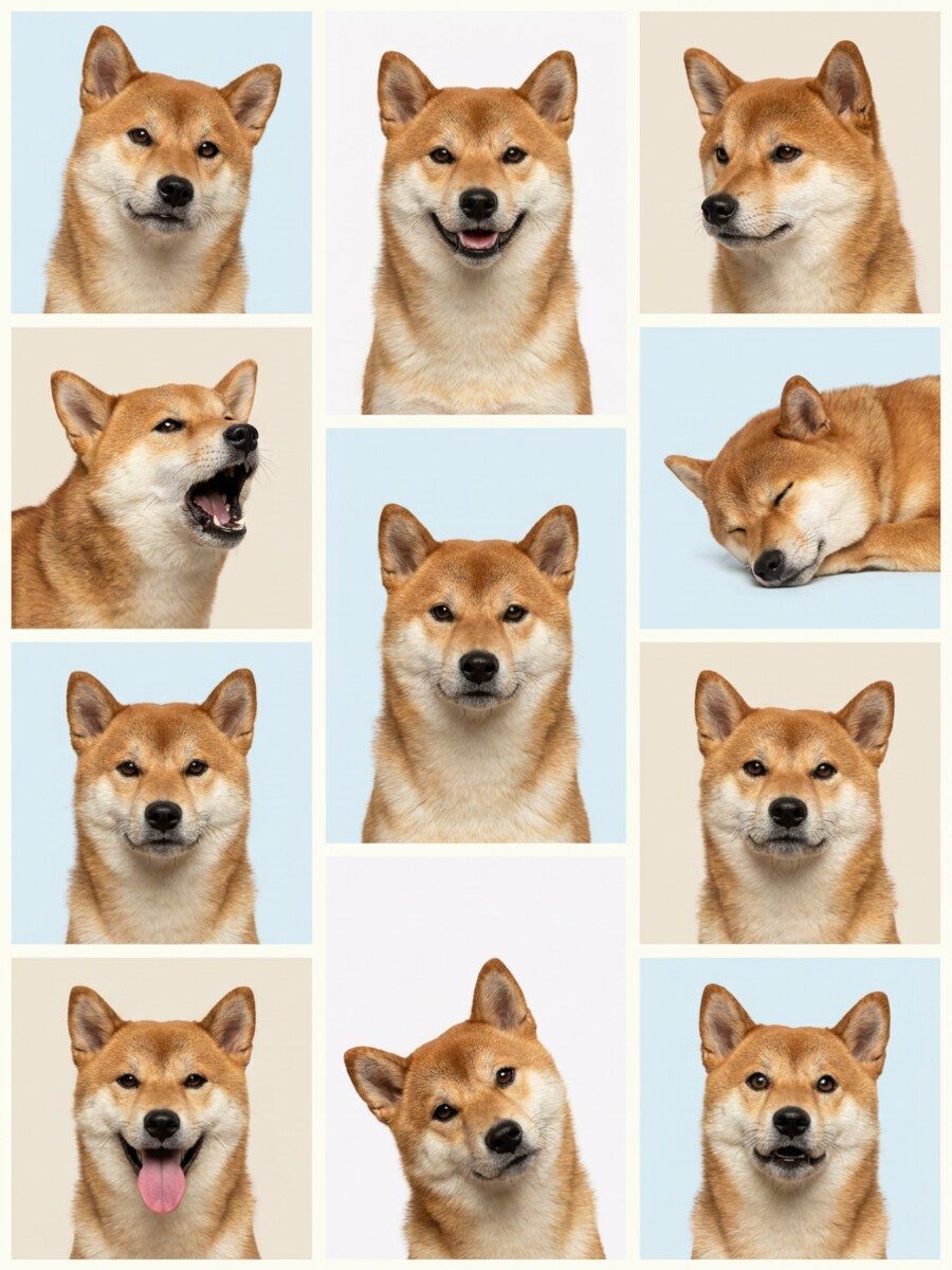 白背景で作る犬や猫のペット証明写真AI作例