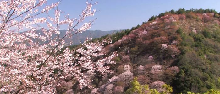 新婚旅行（ハネムーン）やカップル旅行におすすめの国内旅行：静岡県・富士山麓