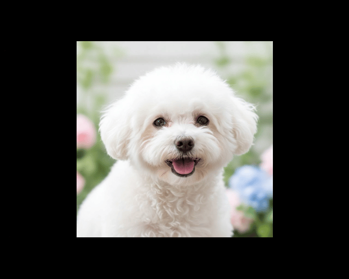 save and export pet video