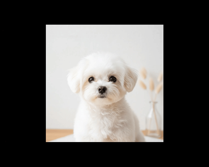 save and export image