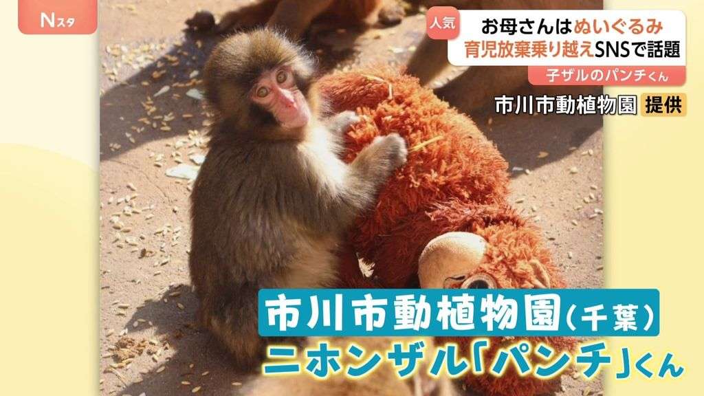 パンチくん 子ザル ぬいぐるみを抱く 市川市動植物園